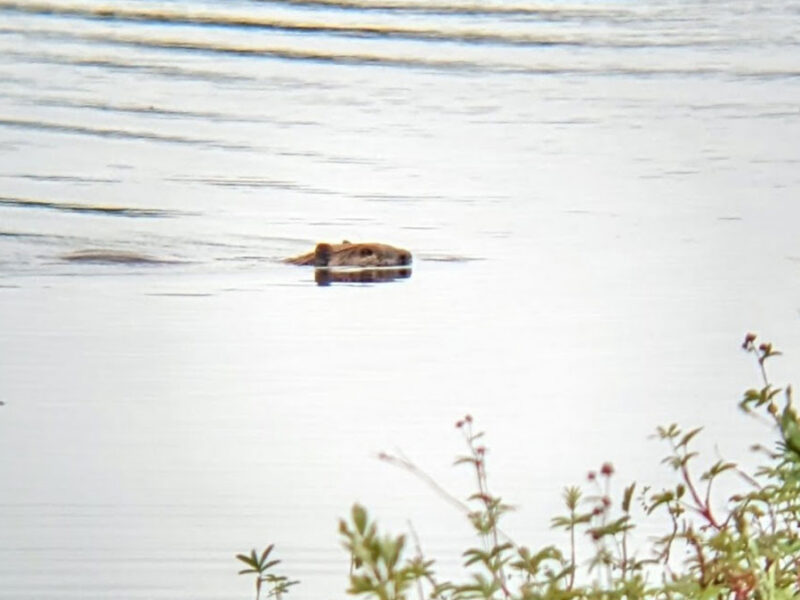 How Beavers Gnawed Their Way into the Arctic