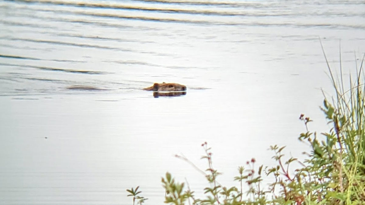 A beaver’s head sticks out from the surface of a pond as it swims.