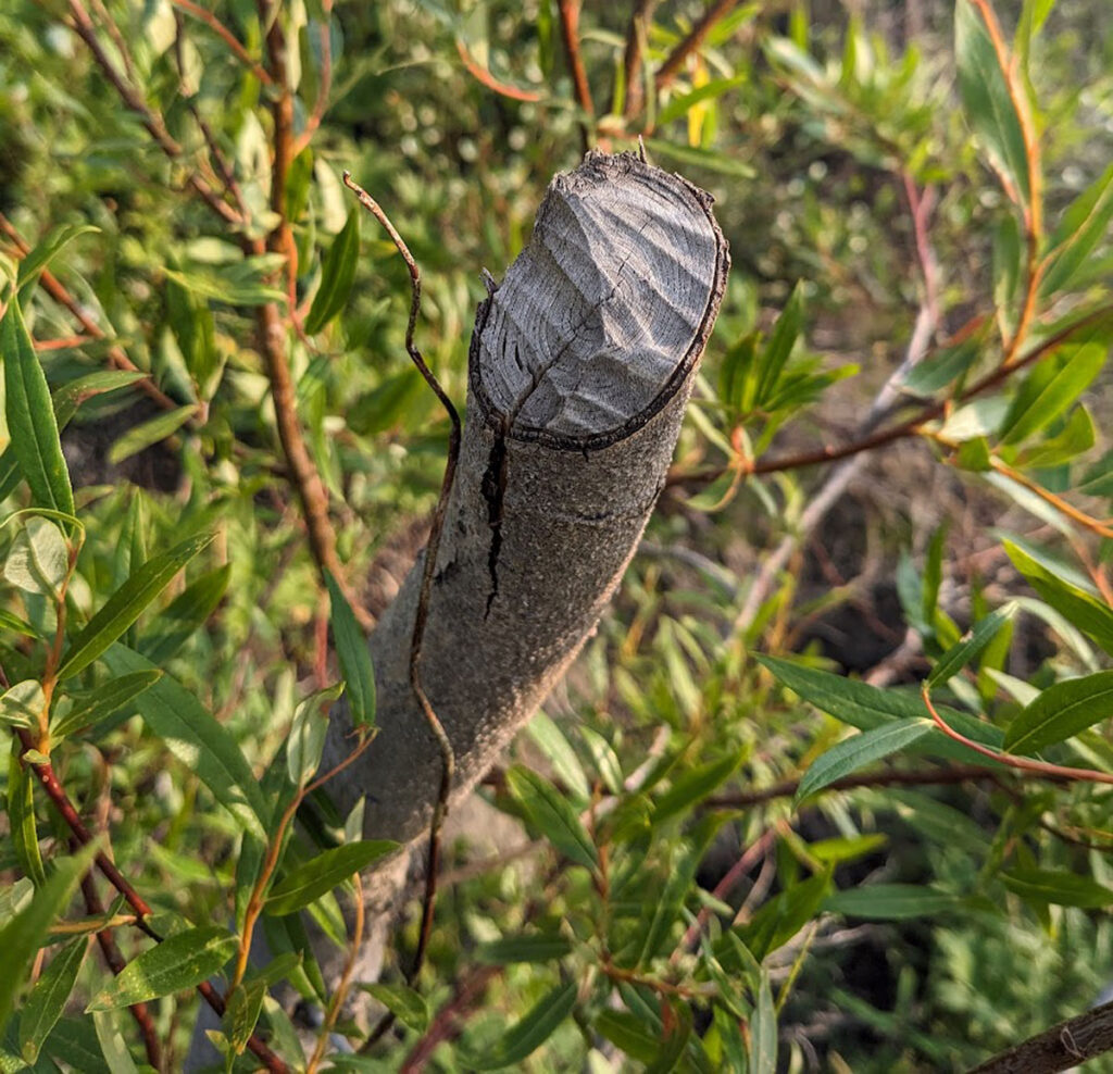 An image of a tree whose trunk has been bitten off. The remaining wood shows bite marks.