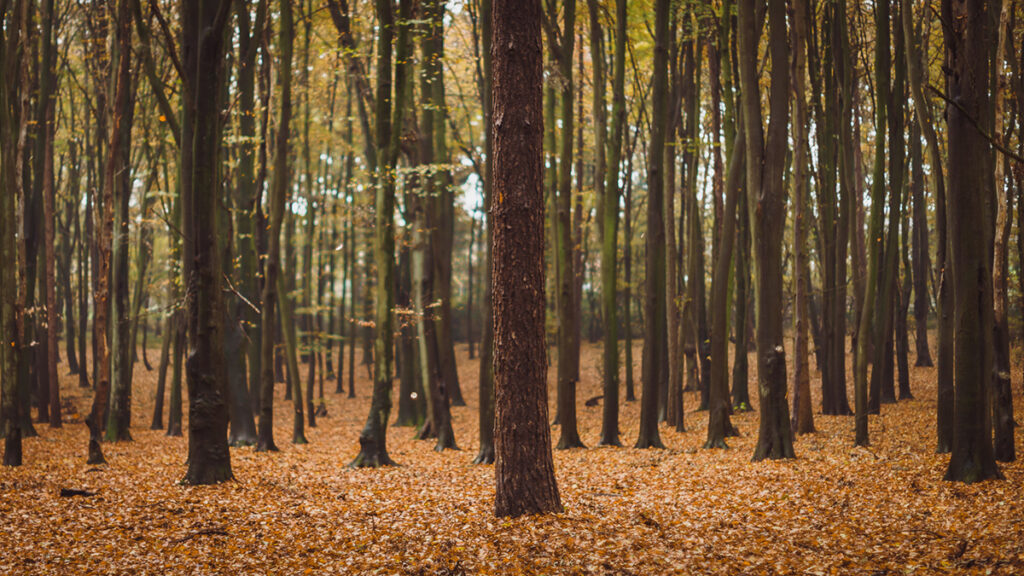 A group of trees is shown in a forest with the ground covered in leaves.