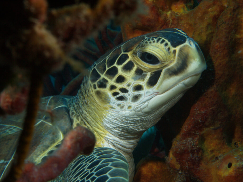 A photo shows a closeup of a sleeping turtle's face underwater.