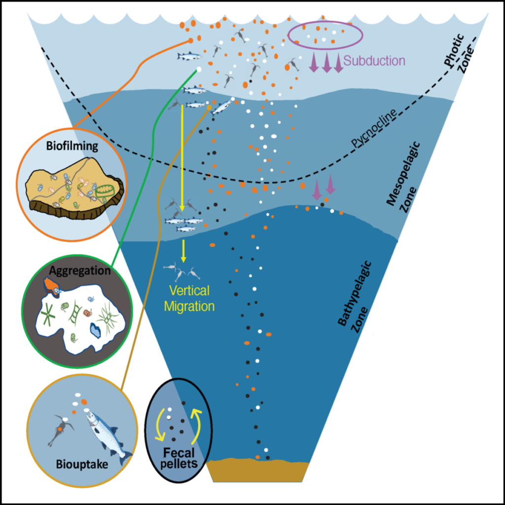 Cartoon illustrating ways in which plastic particles interact with marine life (e.g., fish and zooplankton) and oceanographic processes across different layers of the ocean.