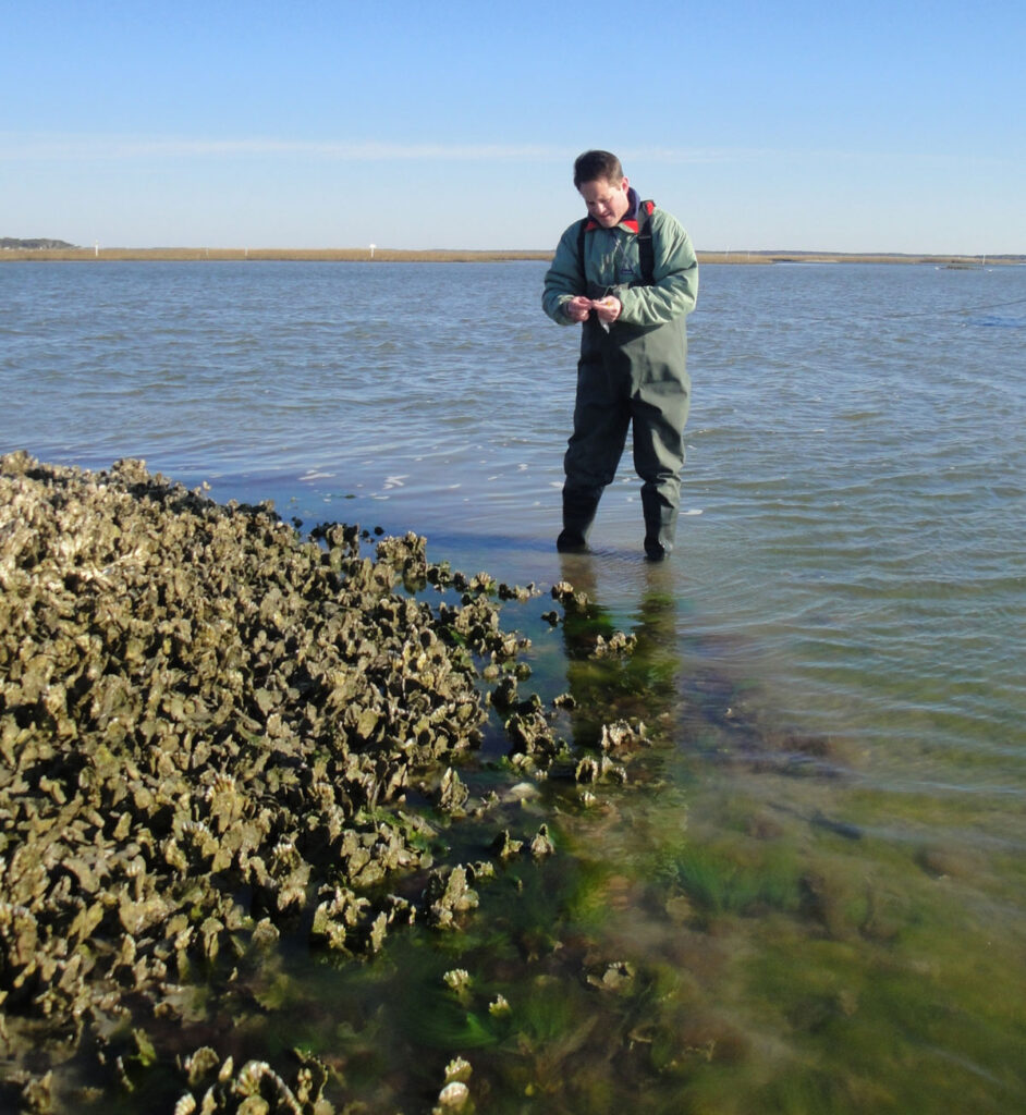 A scientist wades at the edge of an oyster reef exposed above water.