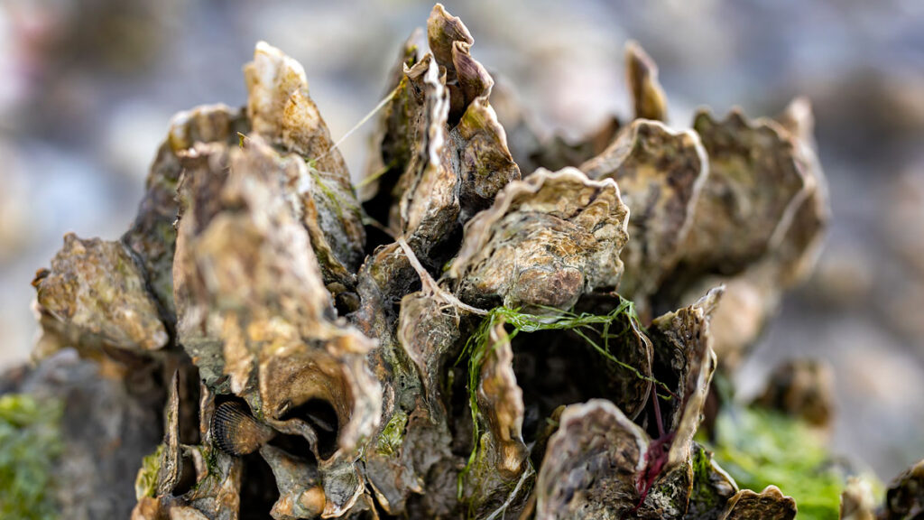 Close-up view of a cluster of living eastern oysters