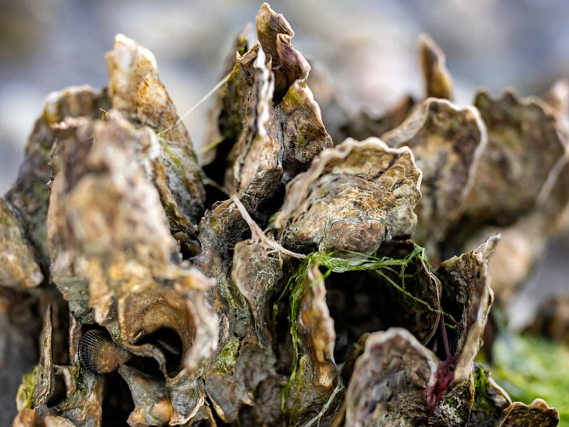 Oysters Clean Up More Nitrogen Pollution Than We Thought