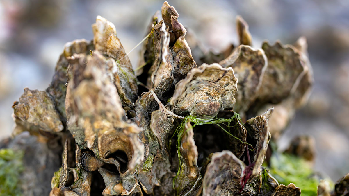 Close-up view of a cluster of living eastern oysters