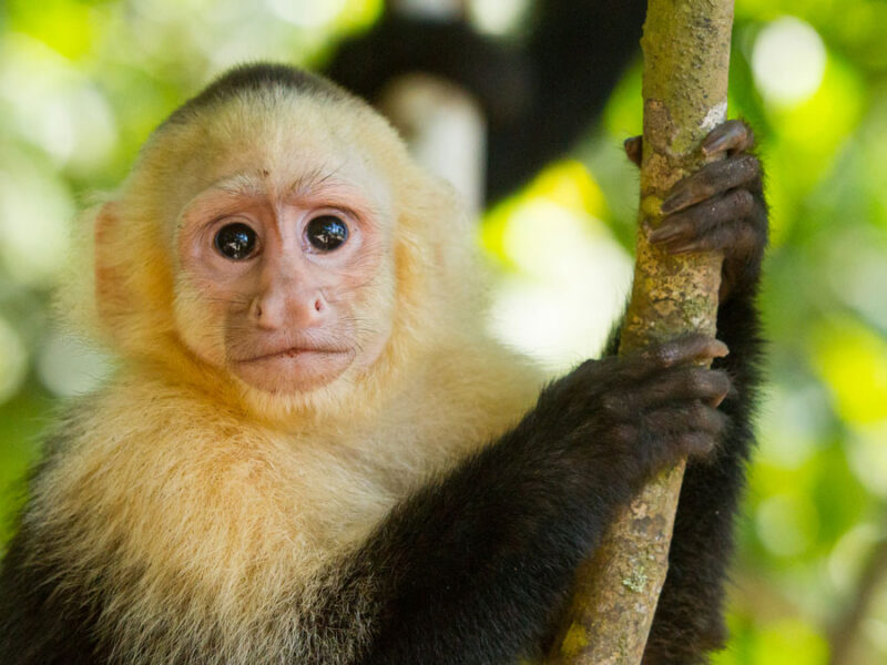 Climate Extremes May Be Reshaping Monkeys’ Social Structures