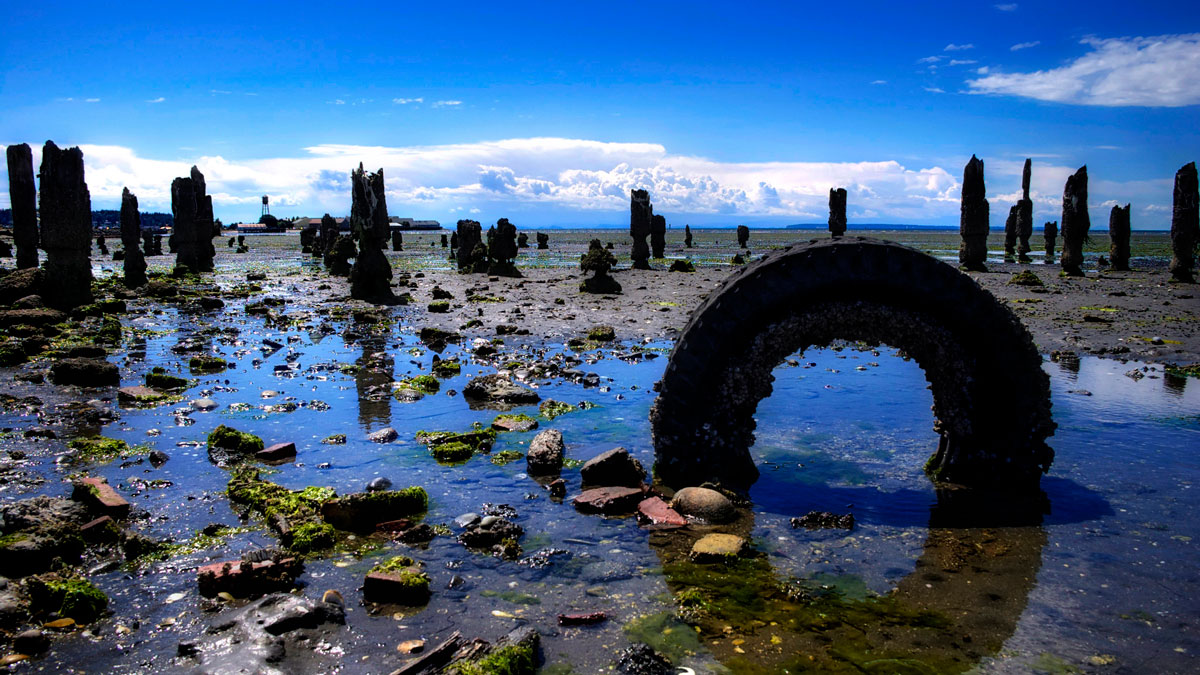 A tire is half submerged in a pool of water on a coastline. Tree trunks or wood pieces are also poking out of the sand in the background.