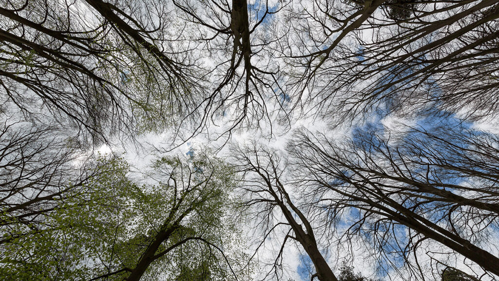 A patch of trees is viewed from the forest floor looking up at the canopy.