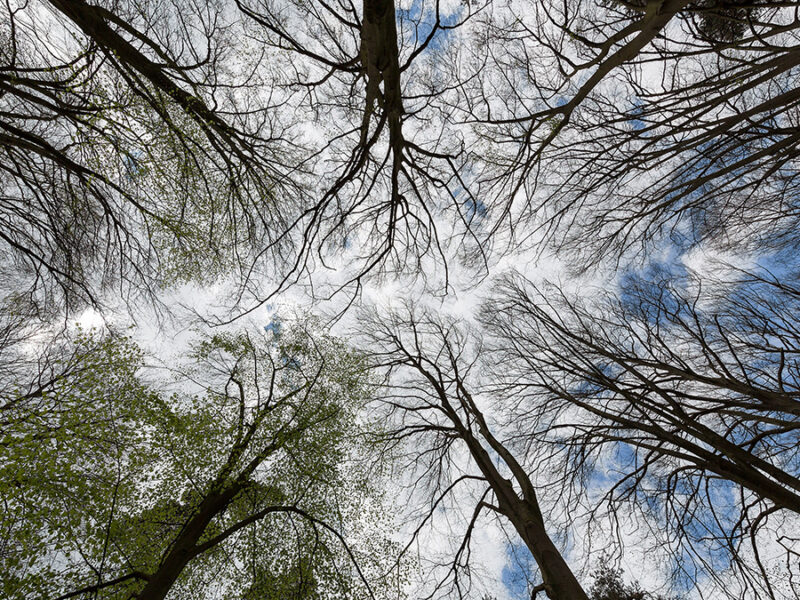 Fragmented Forests Sequester Less Carbon