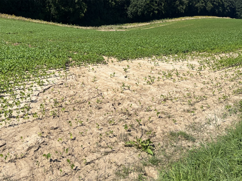 Why Healthy Soils Matter More Than Ever
