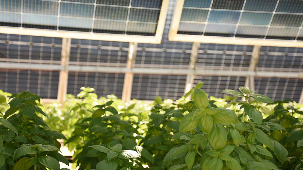 Basil grows underneath the black grid of solar panels in an agrivoltaic farming system in Bar Ilan, Israel.