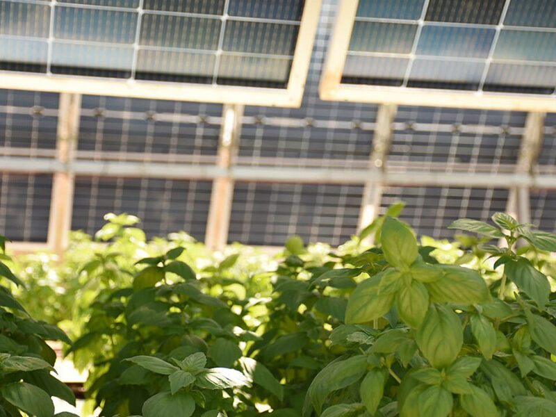 Solar Panels Can Cool Crops—and Workers