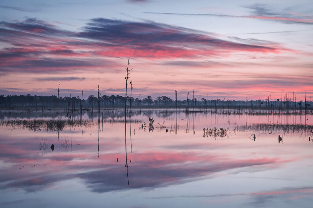 A marsh is seen at sunrise. Bare tree trunks and red and purple clouds are reflected on the serene water.