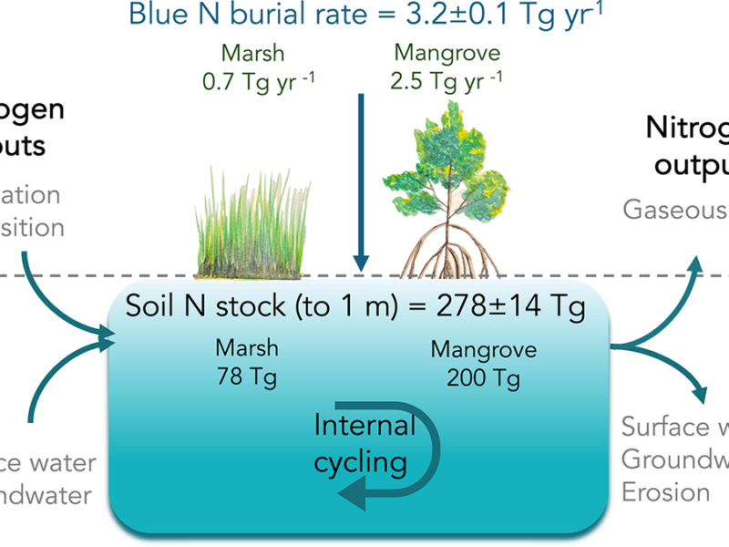 The Role of Tidal Wetlands in the Global Nitrogen Cycle Under Global Change
