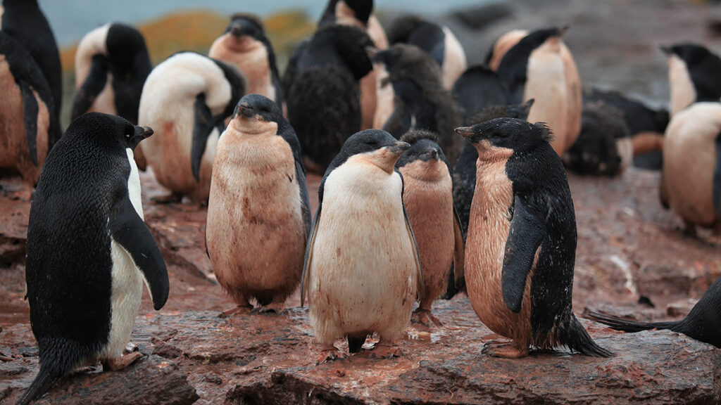 A group of penguins stand on a rock. The penguins and the rock are all covered in pinkish-red guano.