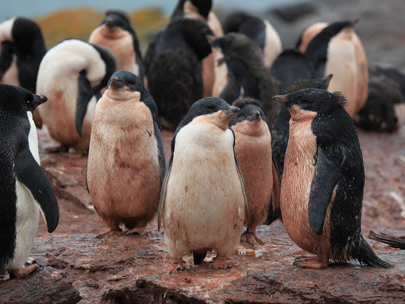 Tracking Penguin Poop from Space Reveals Antarctica’s Changing Ecosystems