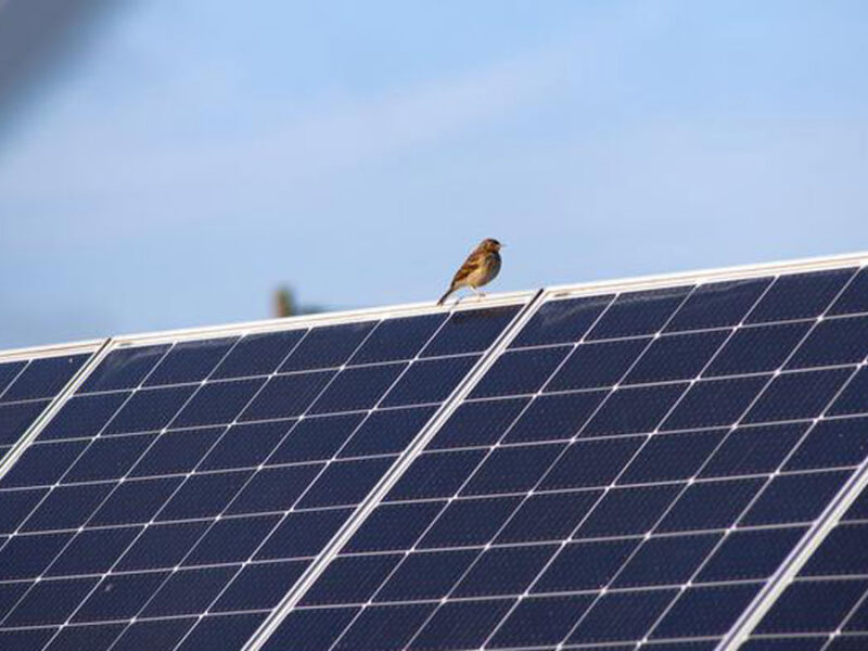 For the Birds: Solar Panels over Peatlands May Increase Avian Biodiversity