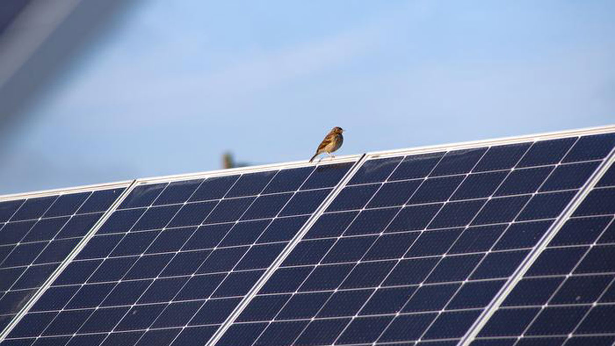 A bird is perched on top of a solar panel.