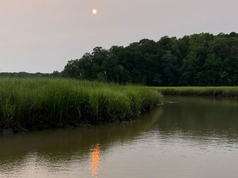 Tracking 20 Years of Productivity in Tidal Wetlands