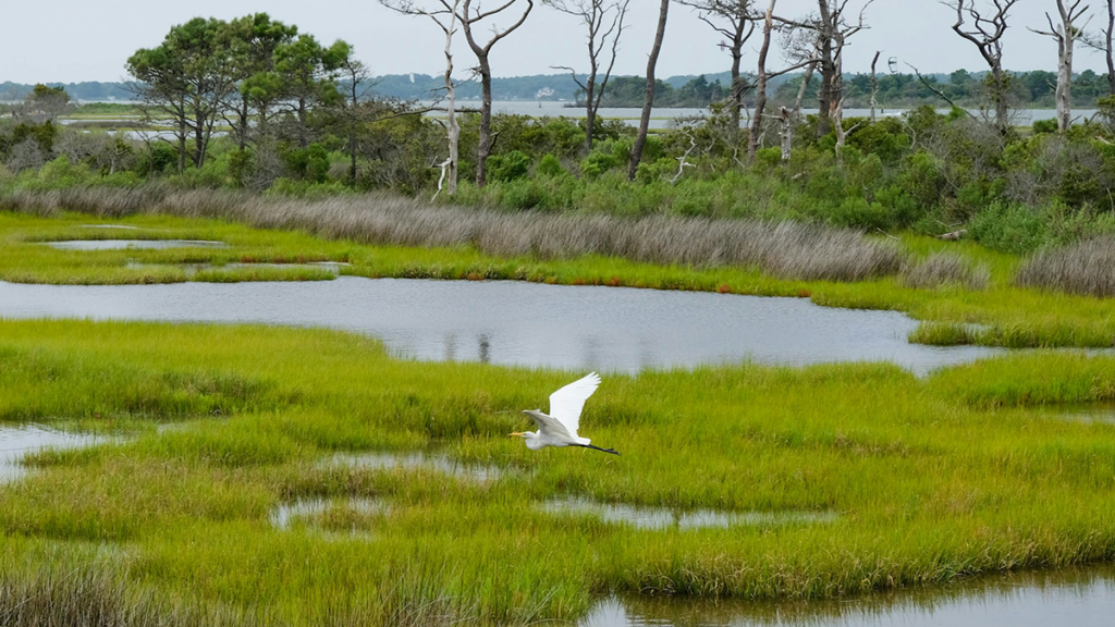 A white bird flying over a wetland.