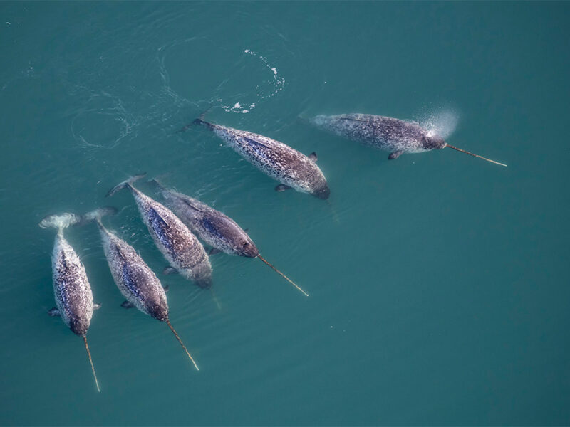Narwhals Dive Deep to Help Scientists Research the Warming Arctic