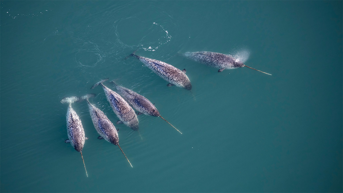 Six narwhals are seen in the ocean from the air