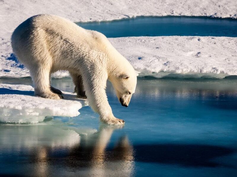 Arctic Report Card Will Move Ahead Without NOAA