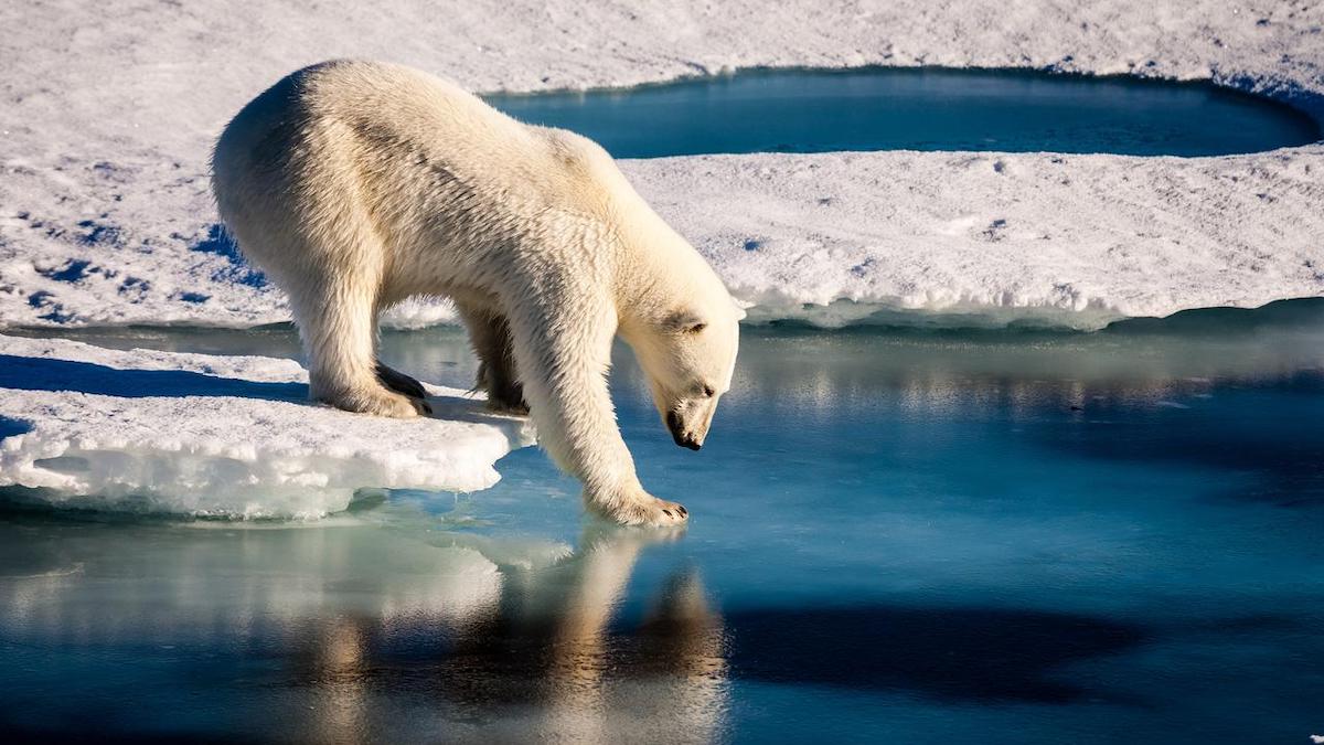 A polar bear steps from an icy surface into a pool of blue water.