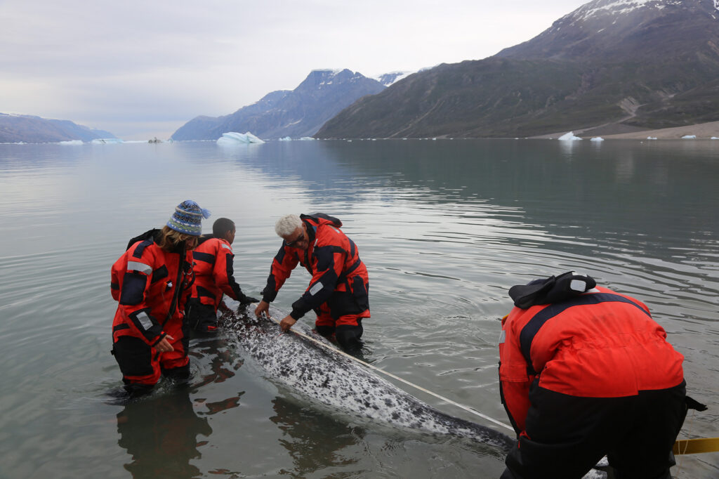Four researchers in red clothing lean stand knee-deep in the waters of a fjord around a narwhal.