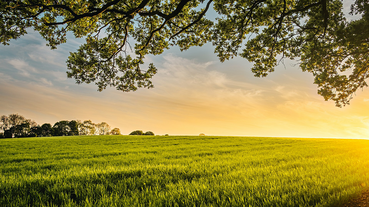 A meadow at sunset.