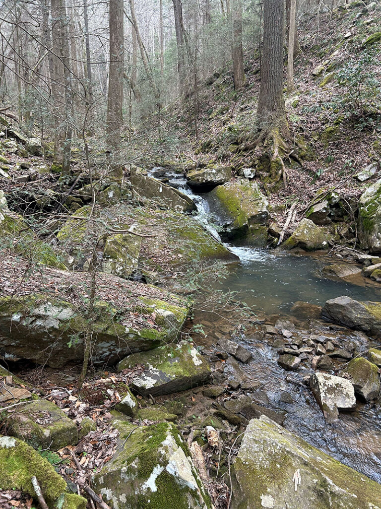A stream flows between moss-covered boulders in a forest of tall trees.