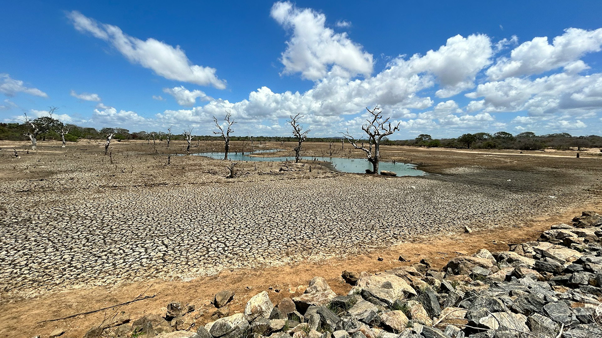 A dirt field with rocks and trees.