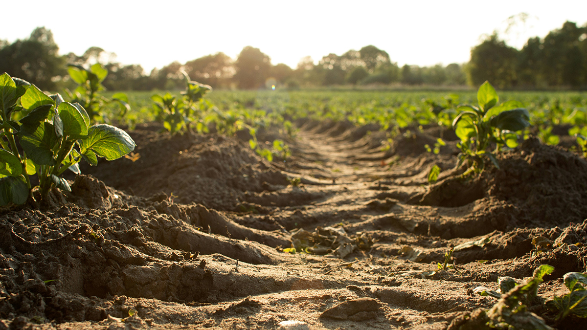 A view from near the ground of a stretch of soil, marked by a tractor tire, between two rows of crops