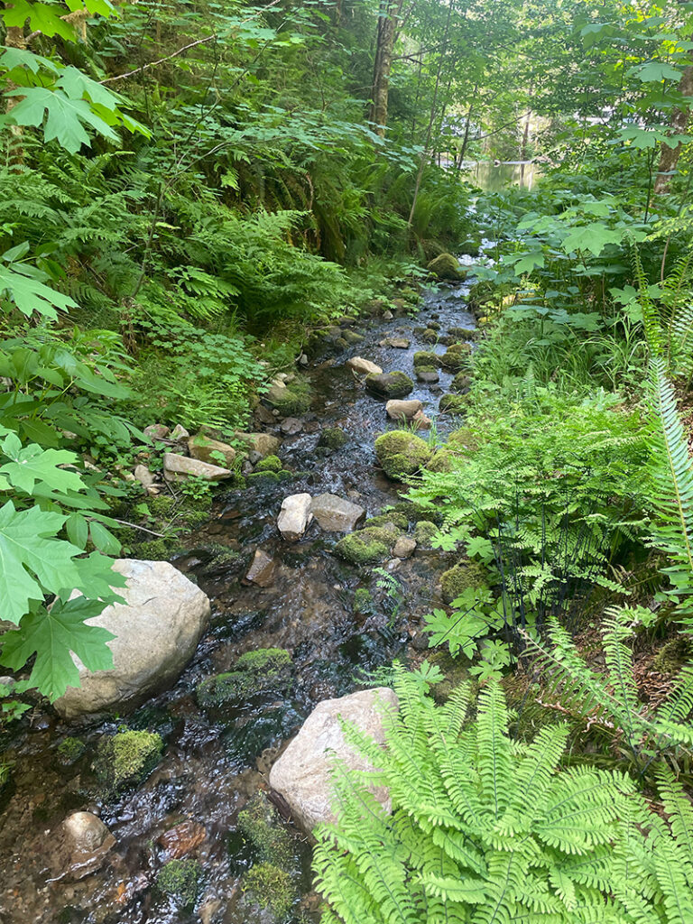A stream flows along the base of a hillslope amid lush green ferns and other vegetation.