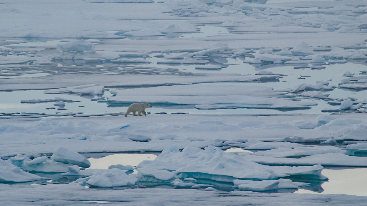 A Polar bear walks on a stretch of snowy ice between patches of water.