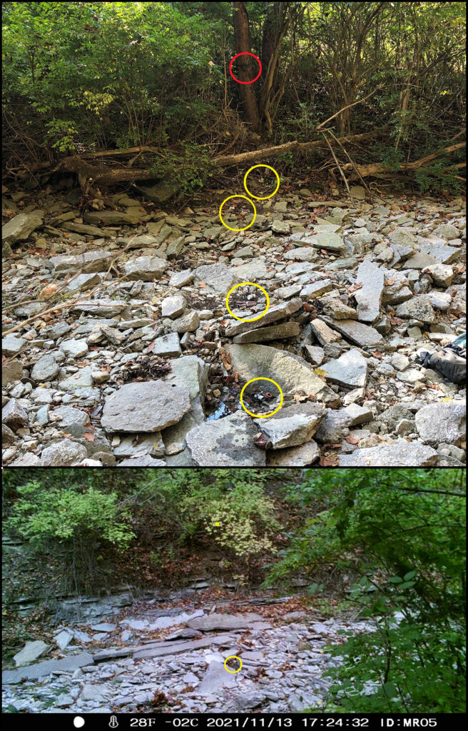 Pair of photos looking across the rocky bed of a dry stream. The top photo denotes the locations of data loggers (circled in yellow) on the stream bed and a trail camera (circled in red) installed on a tree on the opposite bank. The bottom photo shows the view of the stream bed from the trail camera.