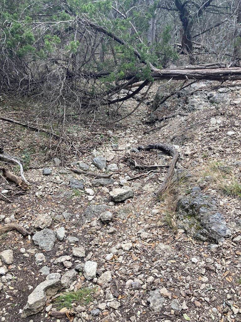 A small, dry creek bed filled with rocks, sticks, and leaves is situated in an arid-looking forest.