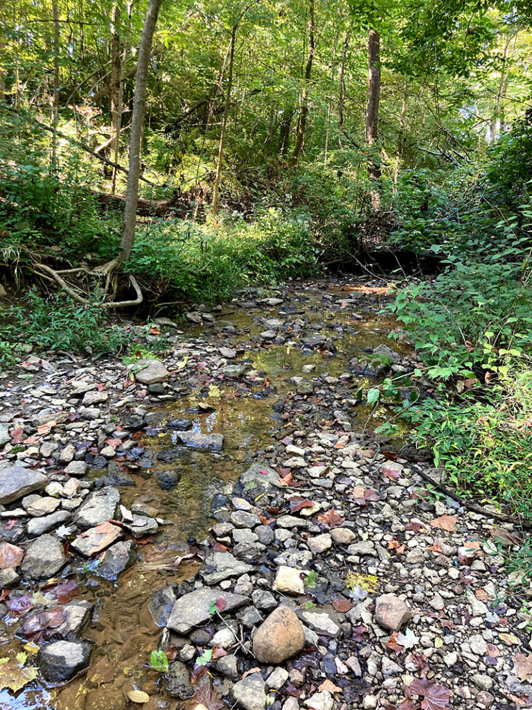A shallow stream flows over a rocky bed in a sunlit forest.