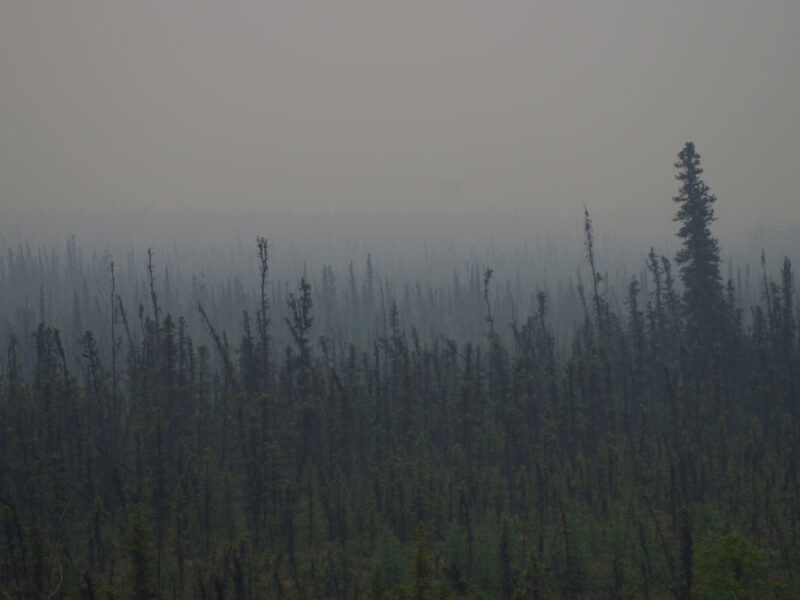 What Will the Future of Alaskan Wildfire Look Like?