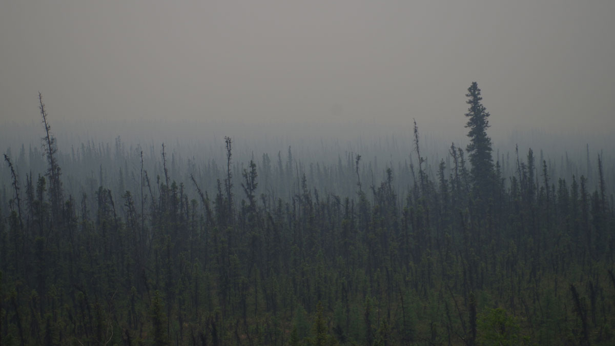 Evergreen trees are silhouetted against a smoky sky.