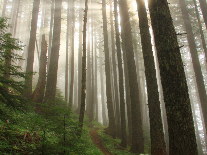 Forest Service to End Protection for 45 Million Acres of Forest