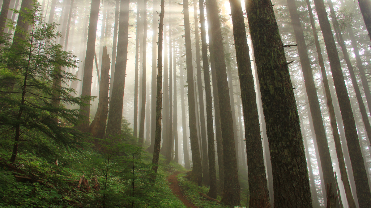 Sunlight streams through the trees in an old-growth forest