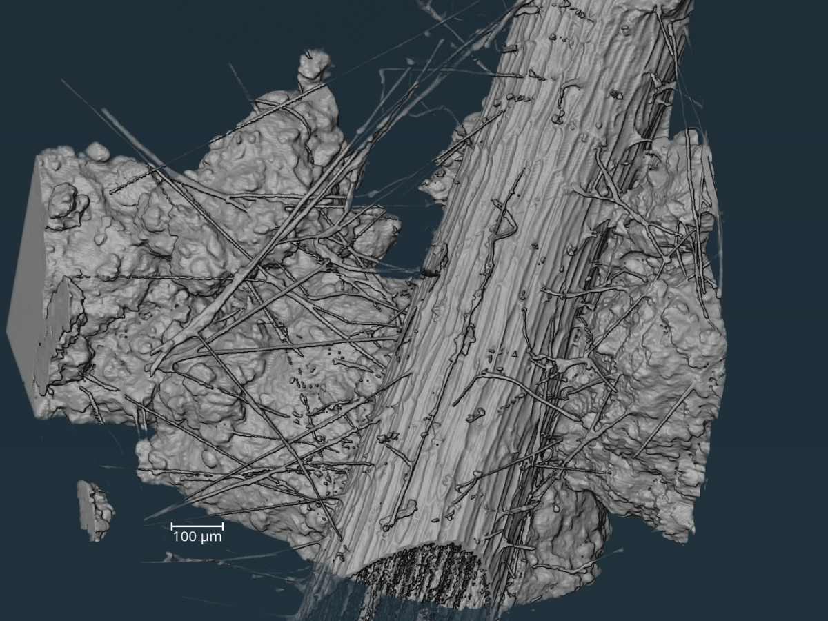 A 3D recreation of a plant root in soil, intersecting with filaments of mycelium