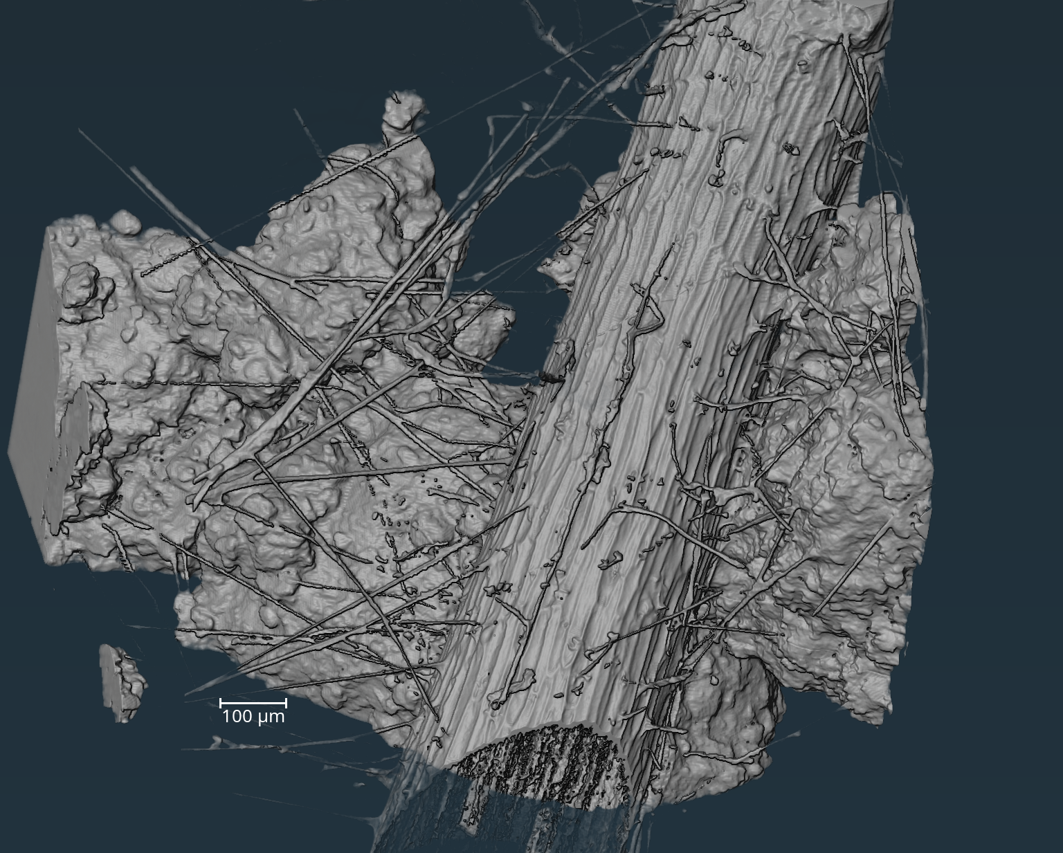 A 3D recreation of a plant root in soil, intersecting with filaments of mycelium