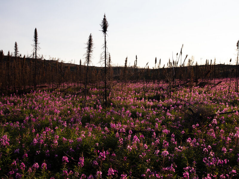 In Alaska, Wildfires Help Prevent Future Burns. Will That Feedback Loop Hold?