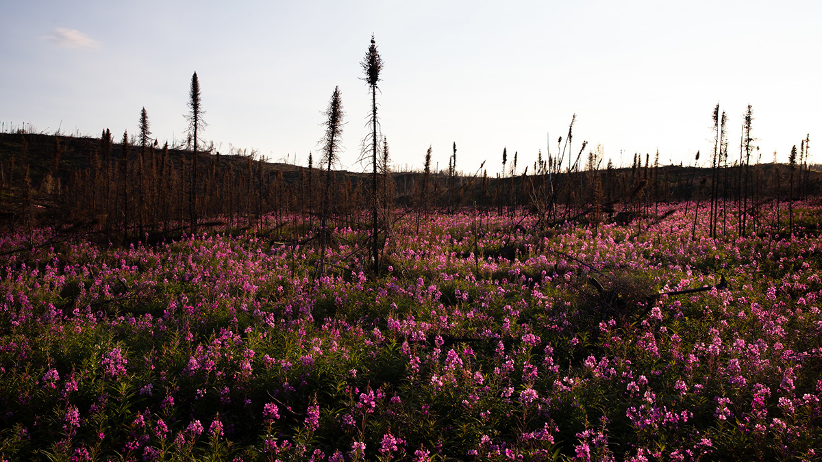 Fireweed plants bloom in a field in Alaska.