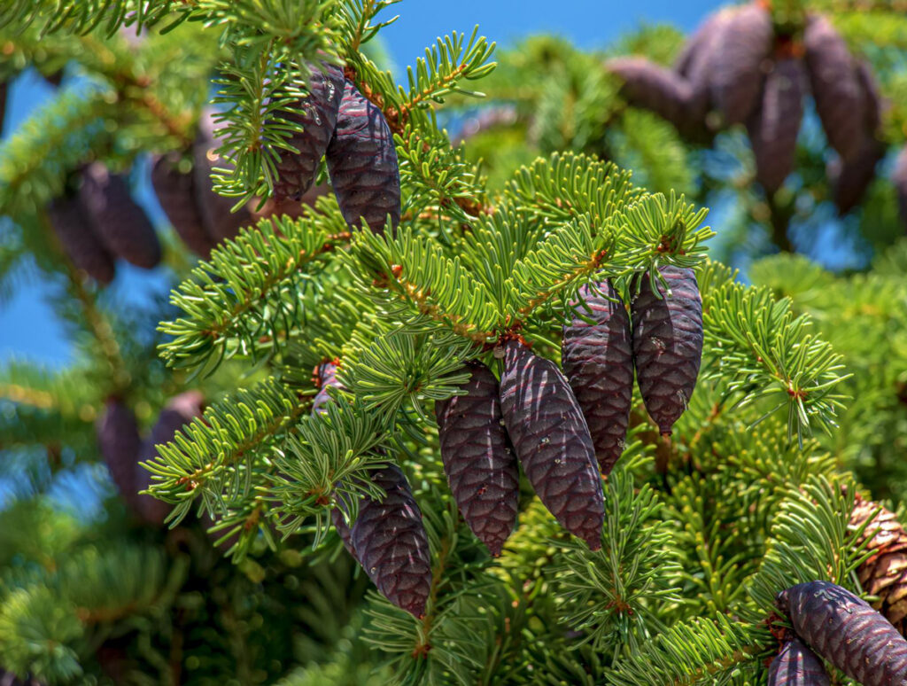Bright green spruce needles frame closed-up black seed cones hanging from branches.
