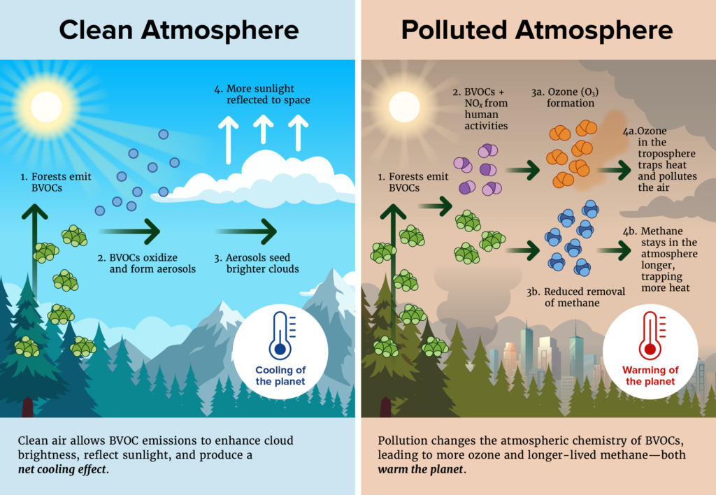 Two-panel diagram illustrating step-by-step effects of biogenic volatile organic compounds (BVOCs) released by forests in a clean atmosphere (left; represented by a mountainous landscape under a blue sky) versus in a polluted atmosphere (right; represented by an urban landscape under a smoky, pale orange sky.