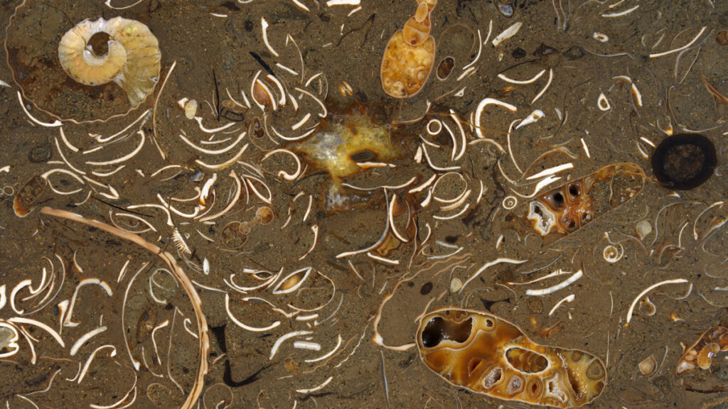 A cross section of a chunk of sediment shows curved white pieces, brown holey masses, and a whorl.